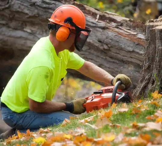 tree services Owosso